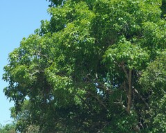 Searsia chirindensis