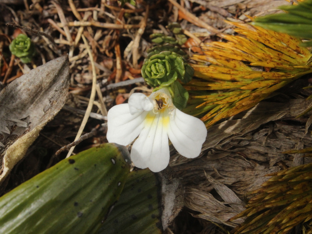 Euphrasia drucei