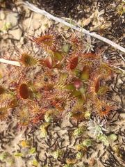 Drosera stenopetala