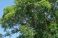 Searsia chirindensis