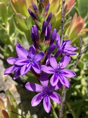 Thereianthus spicatus