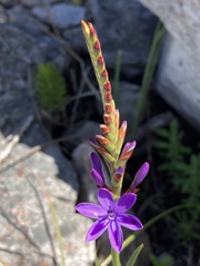 Thereianthus spicatus