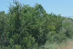 Canthium spinosum