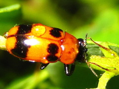 Physosmaragdina nigrifrons