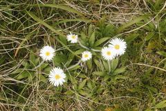 Celmisia spectabilis spectabilis