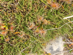 Drosera stenopetala