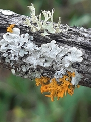 Teloschistes velifer