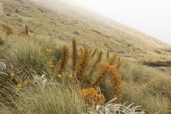 Aciphylla colensoi