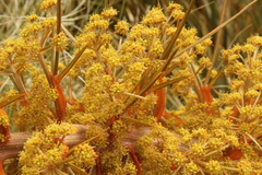Aciphylla colensoi