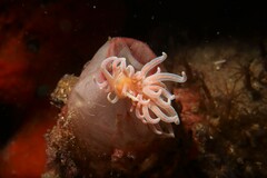 Phyllodesmium serratum