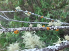 Teloschistes velifer