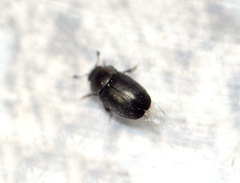 Meligethinae