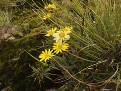 Brachyglottis lagopus