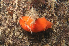 Discodoris paroa