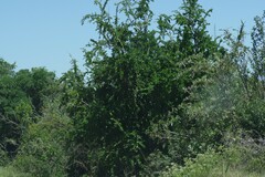 Canthium spinosum