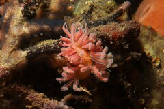 Phyllodesmium serratum