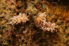 Phyllodesmium serratum