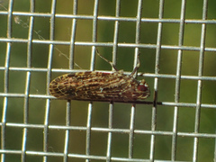 Achilidae