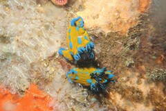Tambja verconis