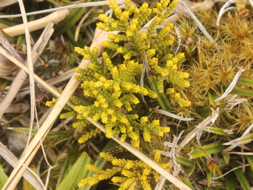 Veronica tetragona, photograph 2