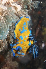 Tambja verconis