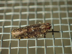 Achilidae
