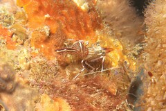 Rhynchocinetes australis