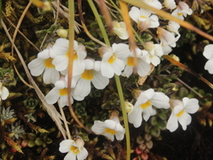 Euphrasia cuneata