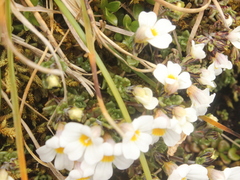 Euphrasia cuneata