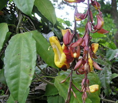 Thunbergia mysorensis