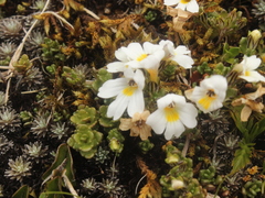 Euphrasia cuneata