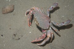 Ovalipes australiensis