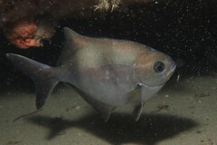 Scorpis aequipinnis