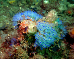 Clavelina australis