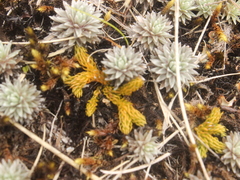 Austrolycopodium fastigiatum