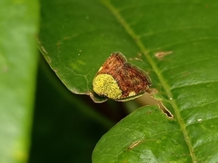 Ricanula