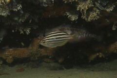 Atypichthys strigatus