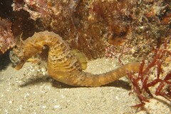 Hippocampus abdominalis
