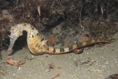 Hippocampus abdominalis