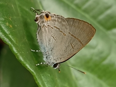 Hypolycaena erylus