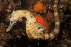 Hippocampus abdominalis