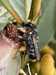 Megachile chrysopyga