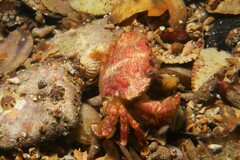 Liocarcinus strigilis