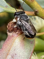Megachile chrysopyga