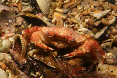 Liocarcinus strigilis