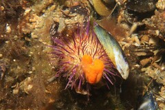 Heliocidaris erythrogramma