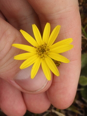 Brachyglottis lagopus