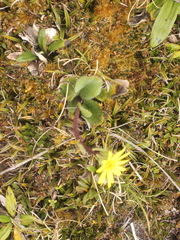 Brachyglottis lagopus