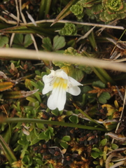 Euphrasia cuneata
