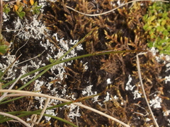 Schoenus pauciflorus